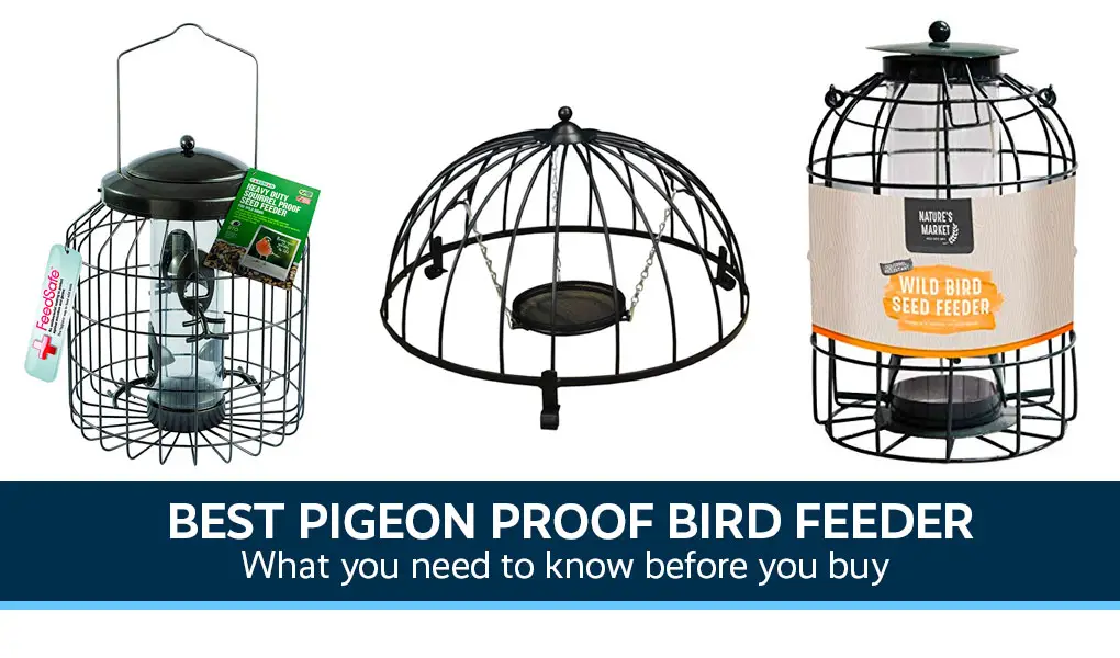 Best Pigeon Proof Bird Feeder Internet Eyes