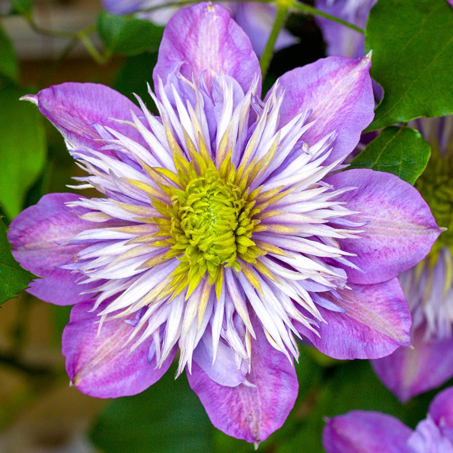 Best Clematis for Pots UK