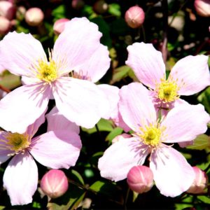 Clematis Montana 'Elizabeth' in 2L Pot, with Stunning Pale-Pink 3fatpigs®