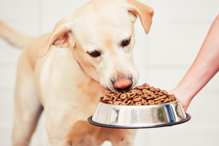 Dog Food For Pancreatitis UK