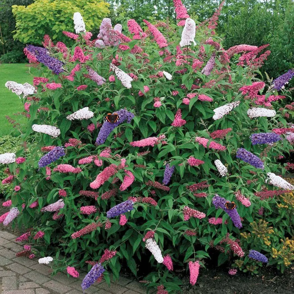 1 X BUDDLEIA Tricolour Butterfly Bush Mixed Colours Healthy Garden Plant in Pot