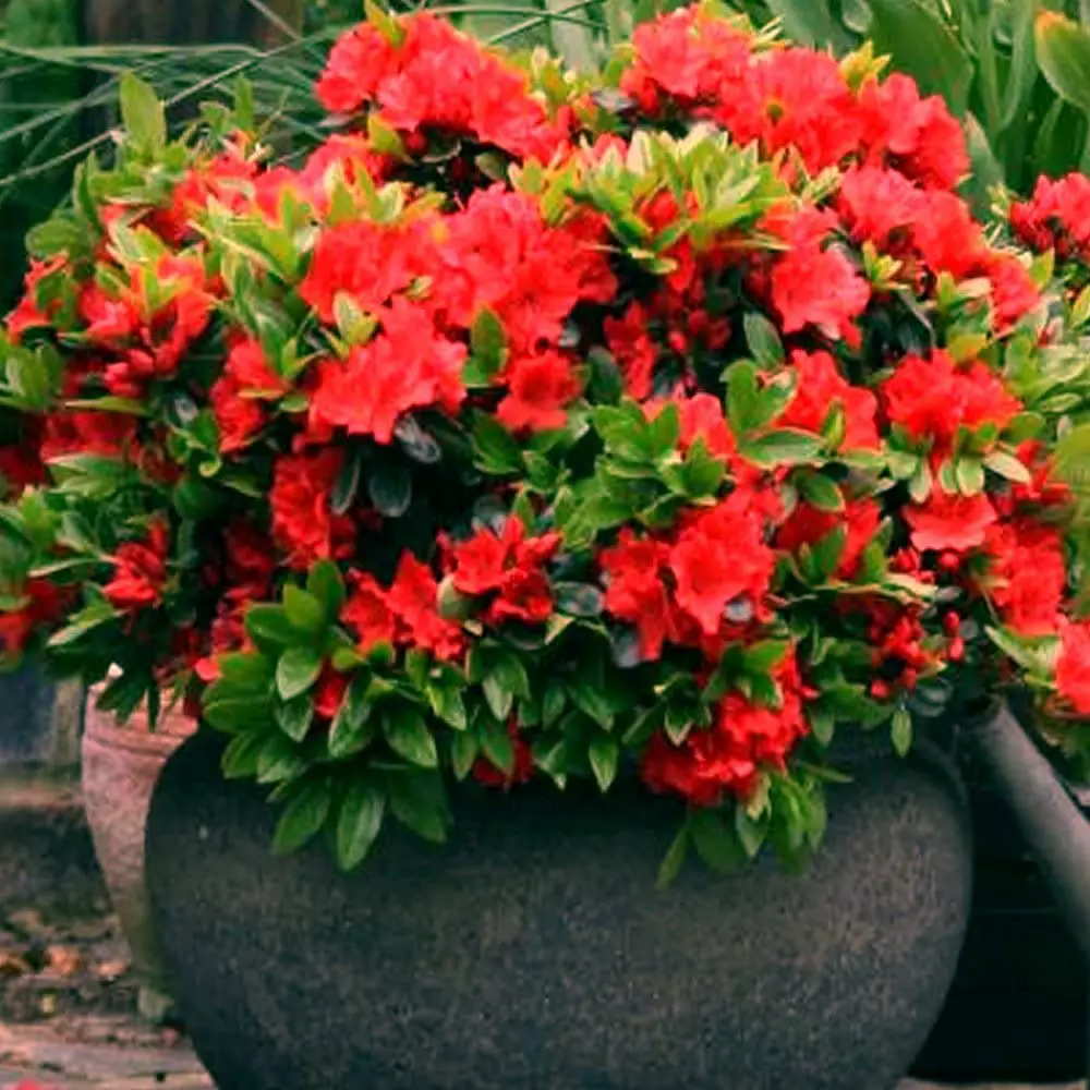 1 X RED Azalea Japanese Evergreen Shrub Hardy Garden Plant in Pot 