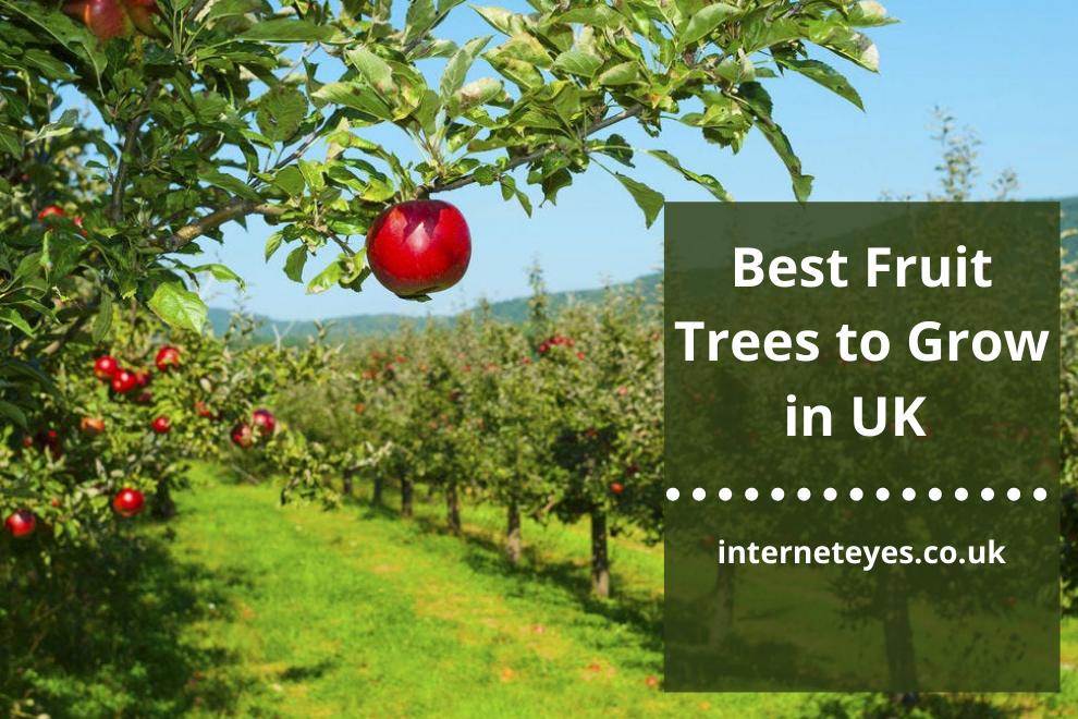 Fruit Trees to Grow in UK
