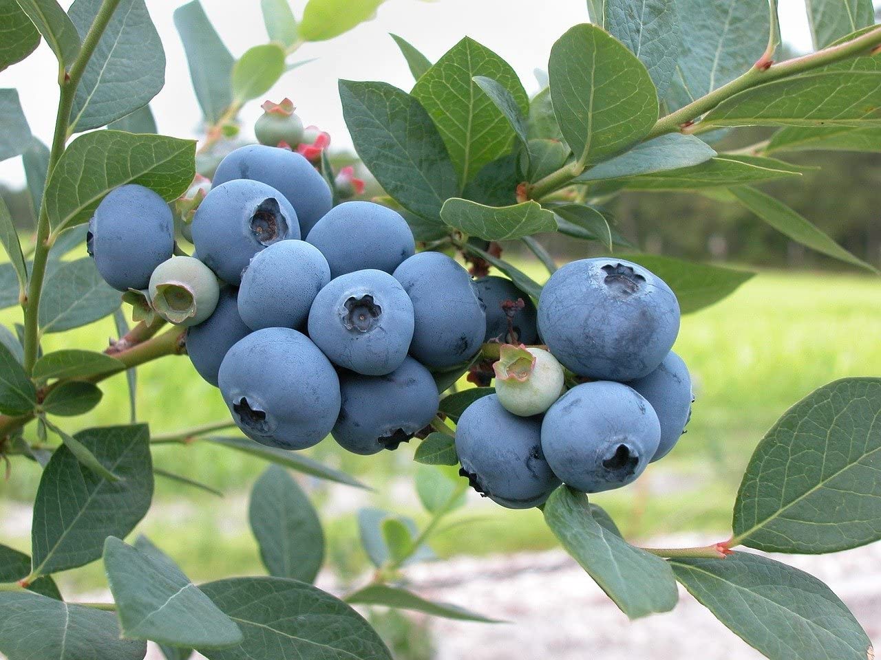 Grow Your Secret Garden Blueberry 15 Seeds, Vaccinium 