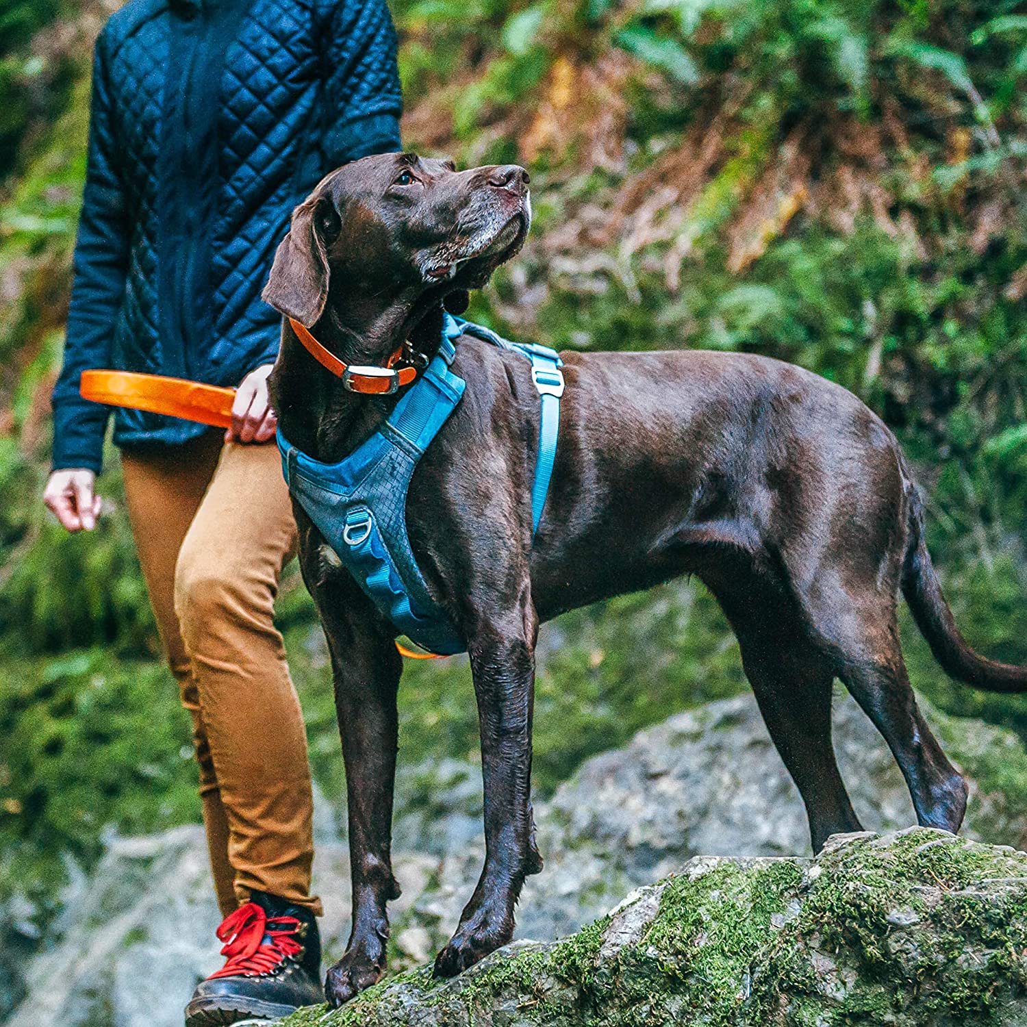 Kurgo Reflective Pulling Dog Harness