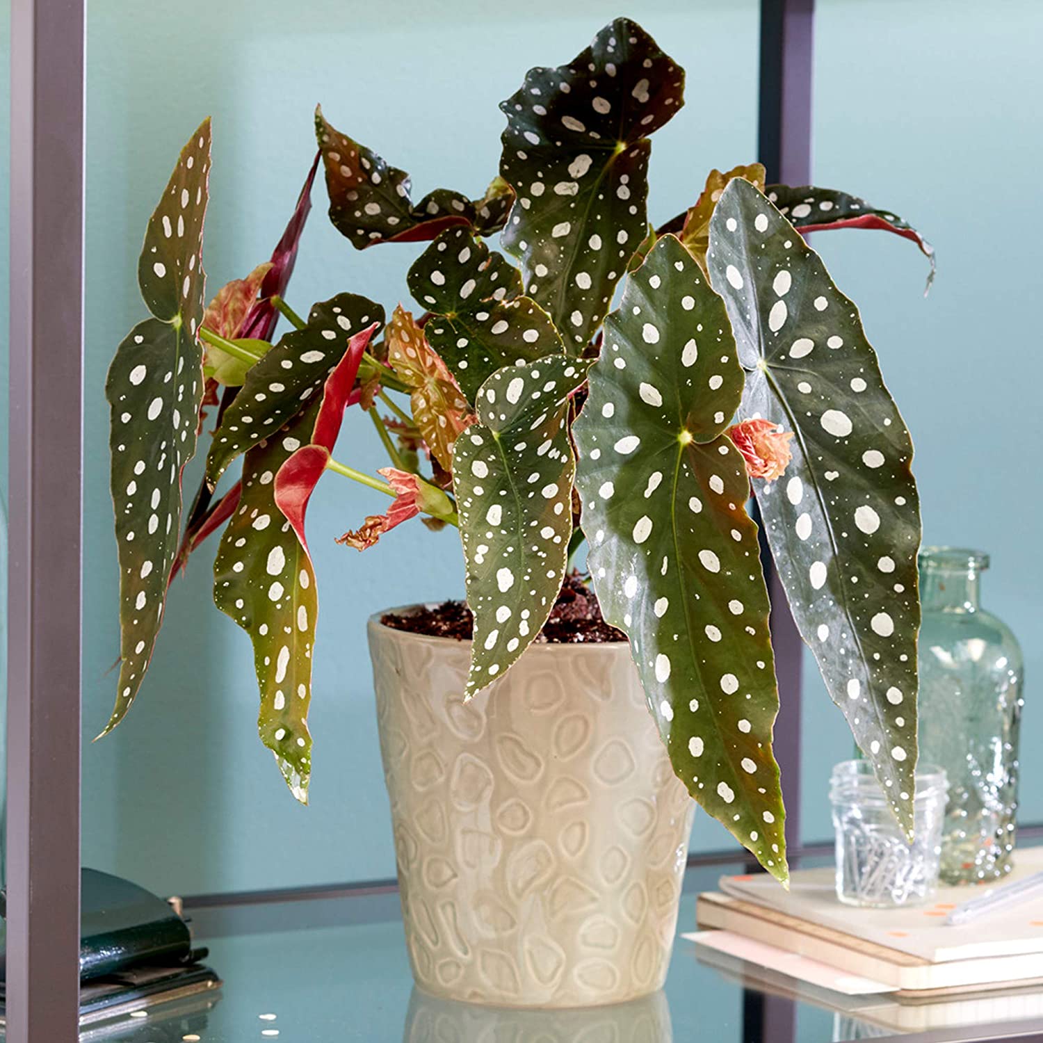 Spotted Begonia Maculata | Popular Indoor Houseplant | 20-30 cm with pot