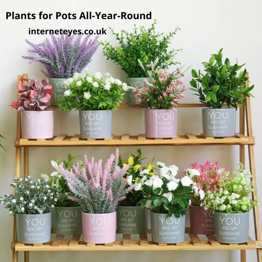 Top Plants for Pots All-Year-Round UK 