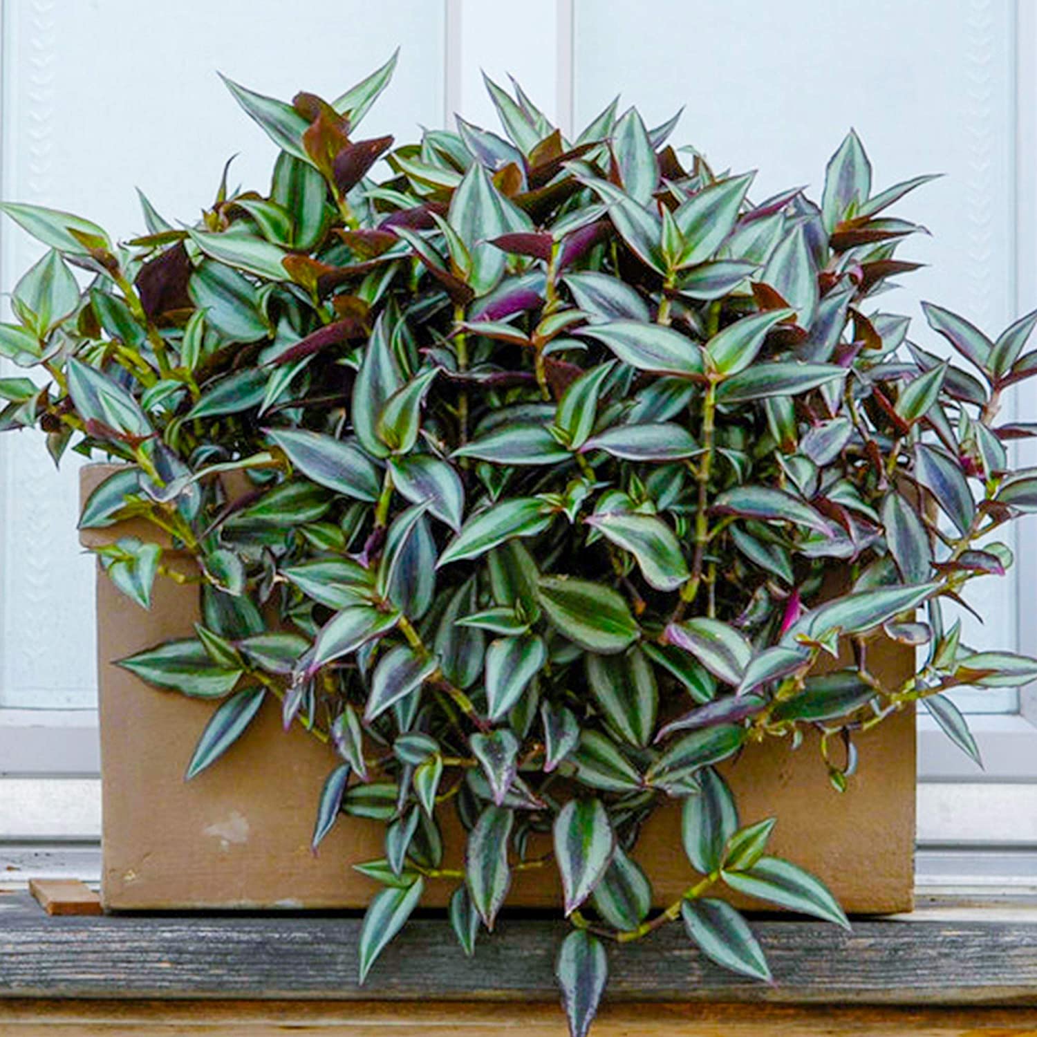 Tradescantia Zebrina - Wandering Jew | Best Indoor Plants | 15-25cm Potted 